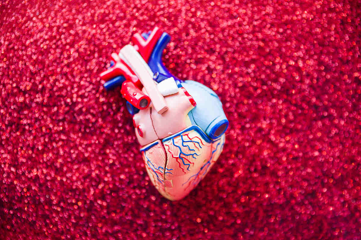 A plastic model of a heart in a box of red glitter