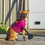 A dog sitting outside wearing a 3d printed prosthesis from Dive Design - Photo Dive Design