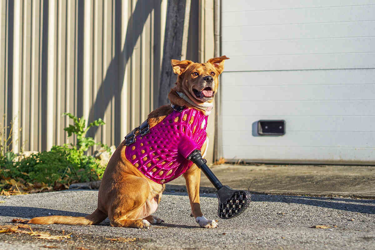 A dog sitting outside wearing a 3d printed prosthesis from Dive Design - Photo Dive Design