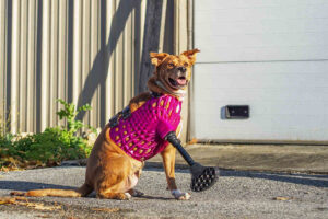 dog wearing 3d printed prosthetics from DIVE DESIGN