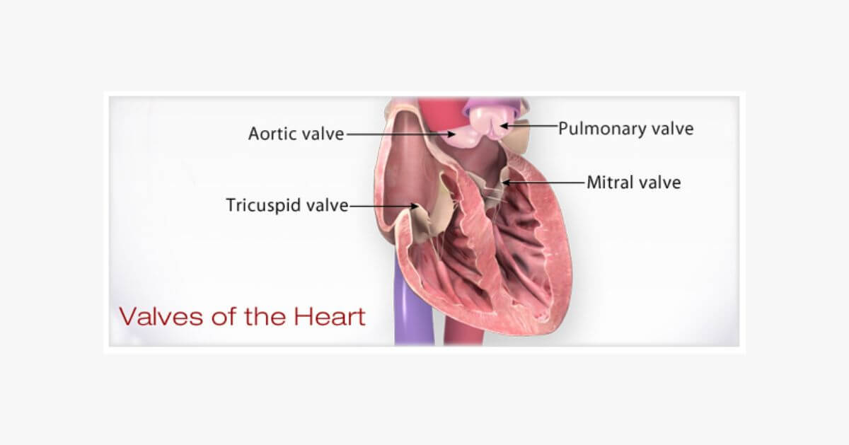 Four valves of the heart—aortic valve, tricuspid valve, pulmonary valve, and mitral valve